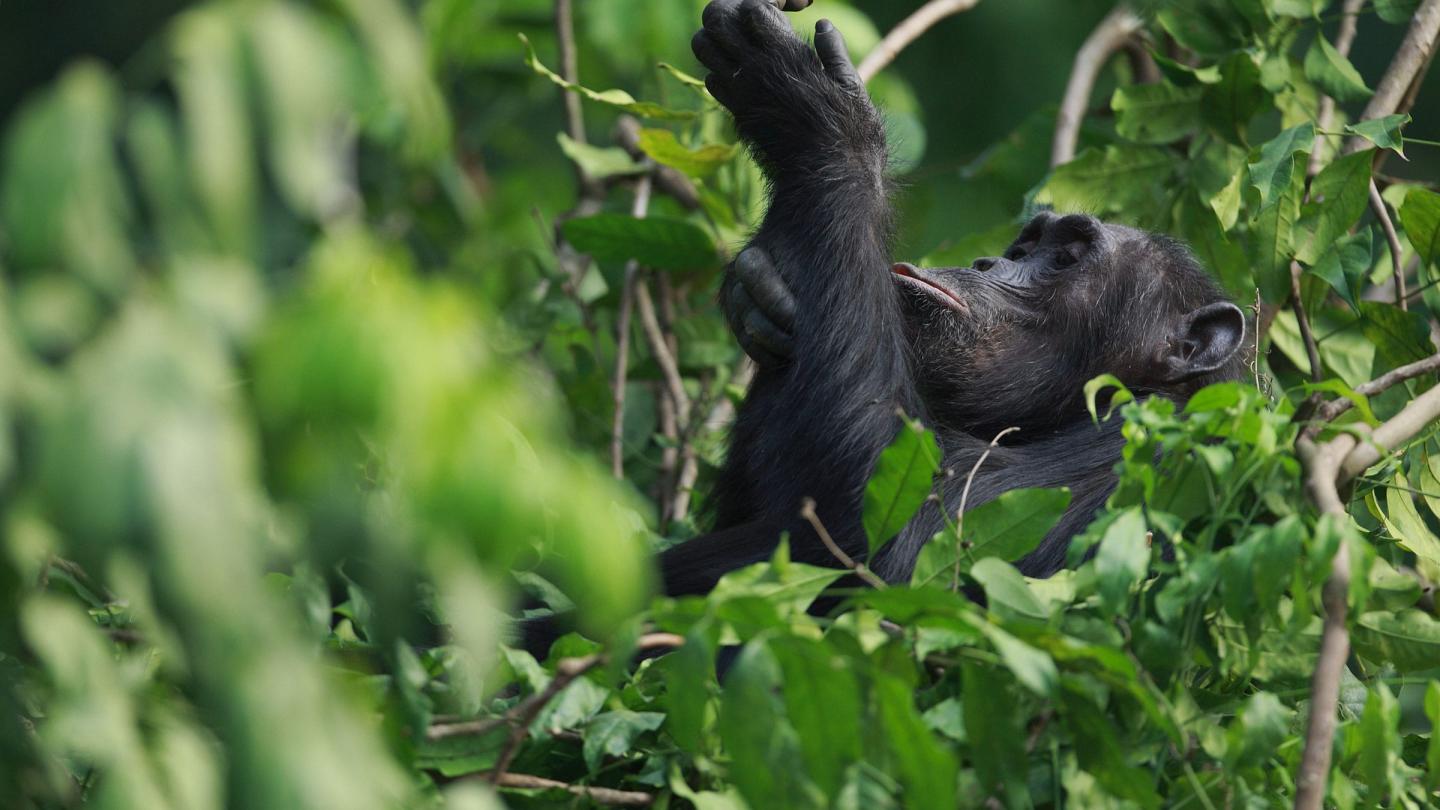 Chimpanzé en train d'attraper une branche