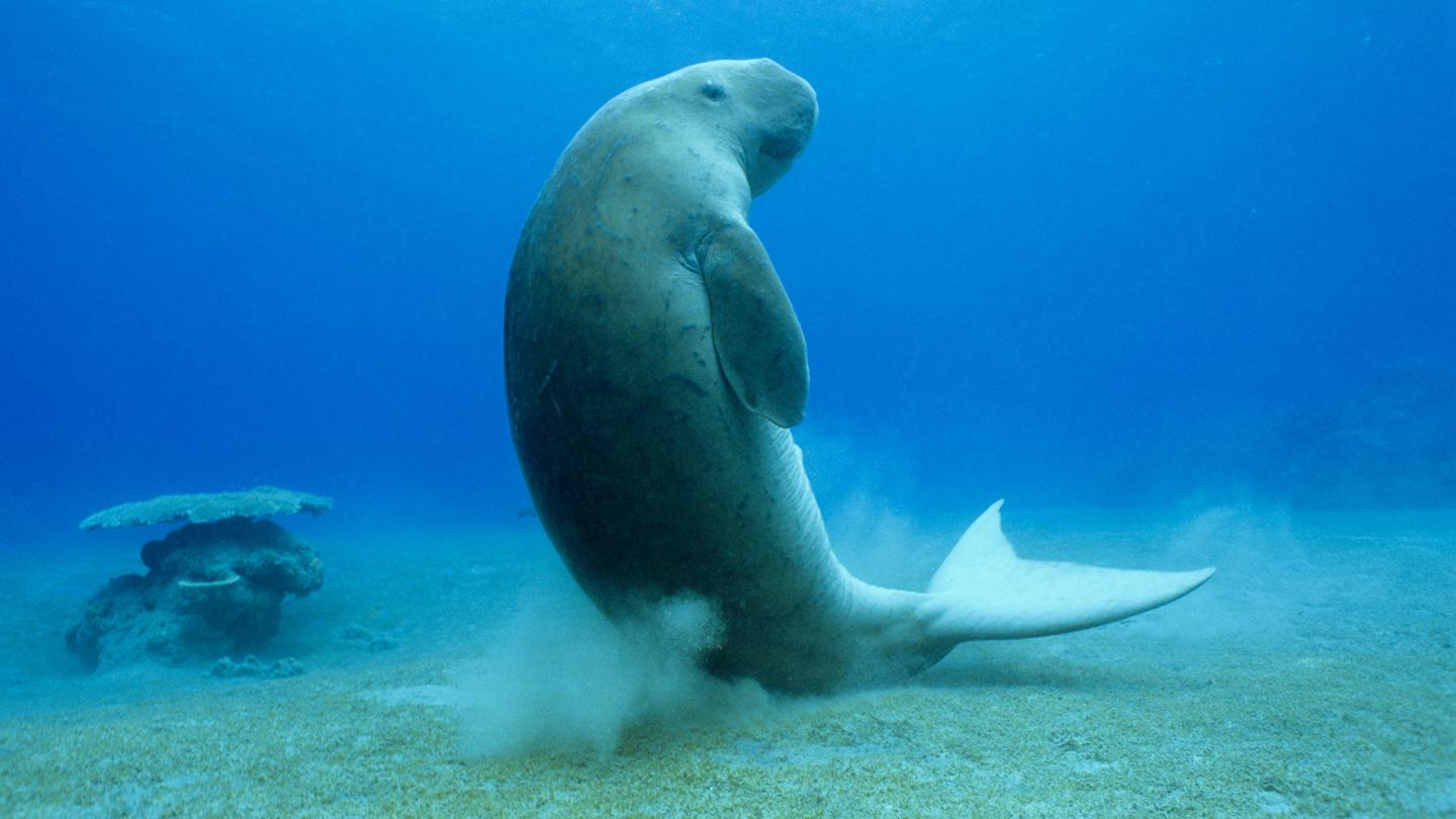 Dugong (Dugong dugon) assis sur le fond sableux des eaux de Nouvelle-Calédonie