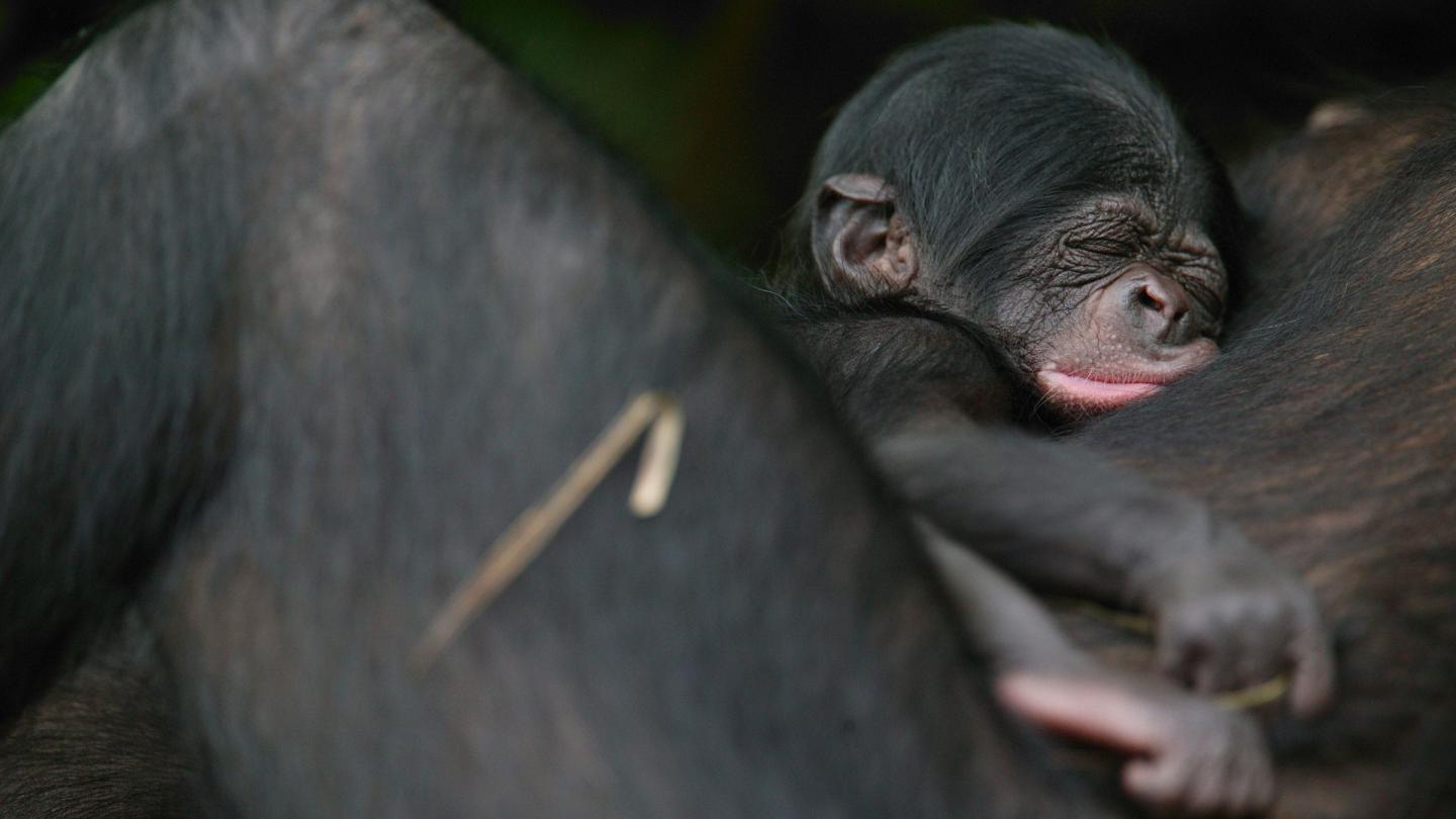 Femelle bonobo et nouveau-né de 5 jours Orphelins bonobos Sanctuaire des bonobos, République Démocratique du Congo