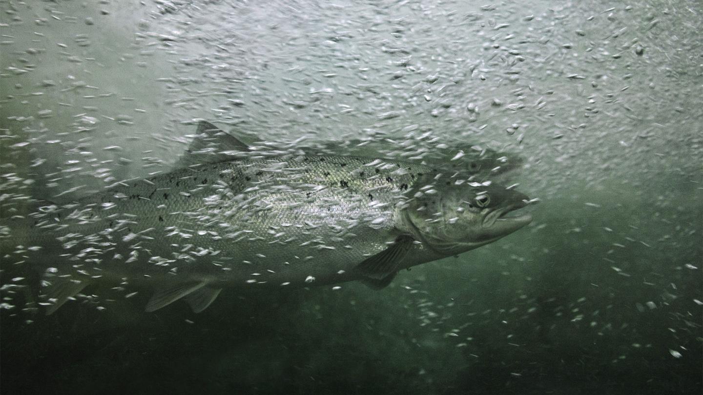 Saumons atlantiques en train de remonter la riviere Matane, Canada, Province du Quebec