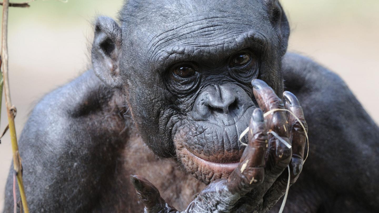 Portrait d'un bonobo (Pan paniscus) Congo