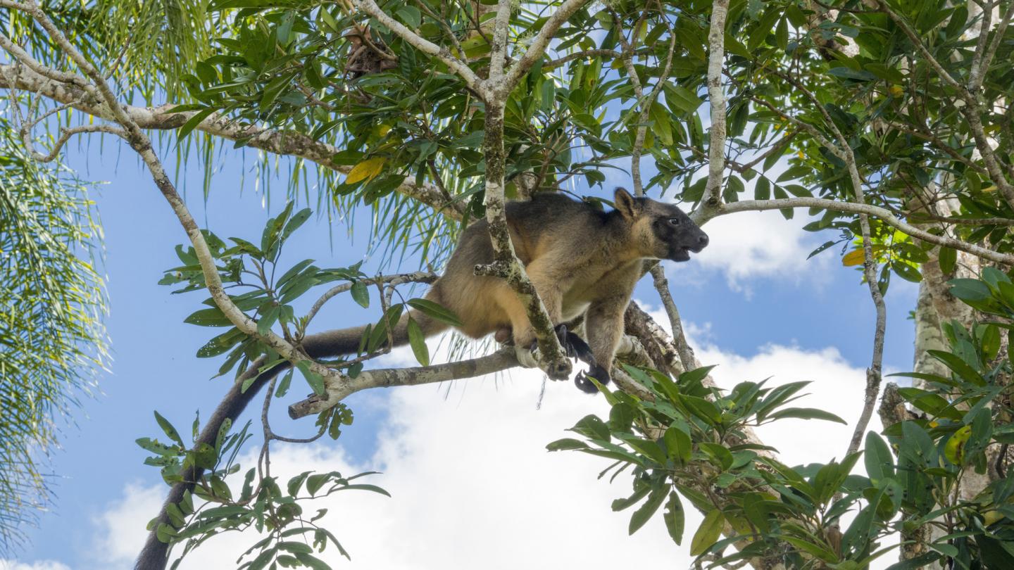 Dendrolague de Lumholtz (Dendrolagus lumholtzi) utilise sa queue pour contrebalancer son poids dans un arbre, Queensland, Australie