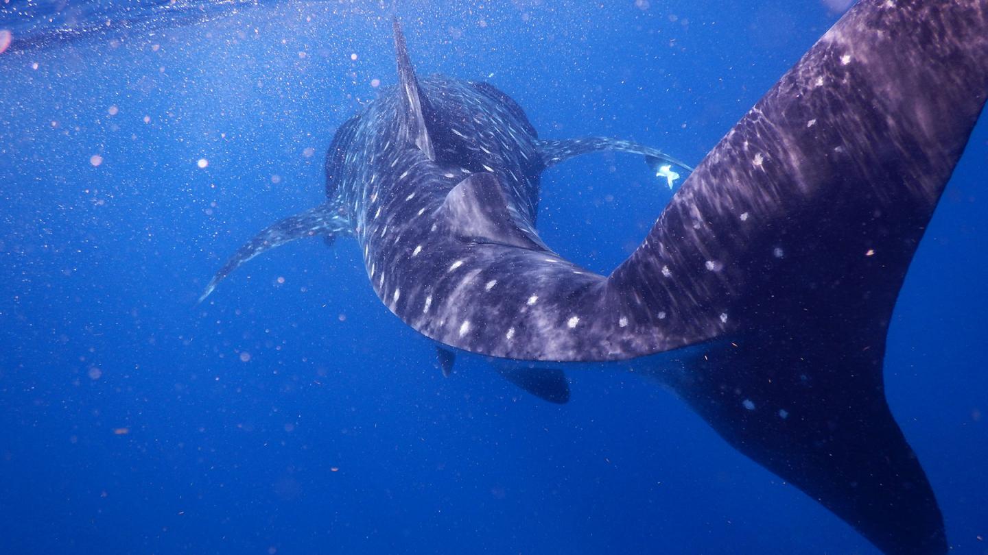 Requin baleine (Rhincodon typus) en train de nager près de l'île d'Holbox, Péninsule de Yucatán, Mexique