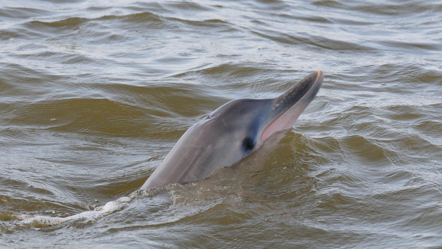 Dauphin de Guyane (Sotalia guianensis) observé par l'équipe du WWF Guyane (Guyane Française)