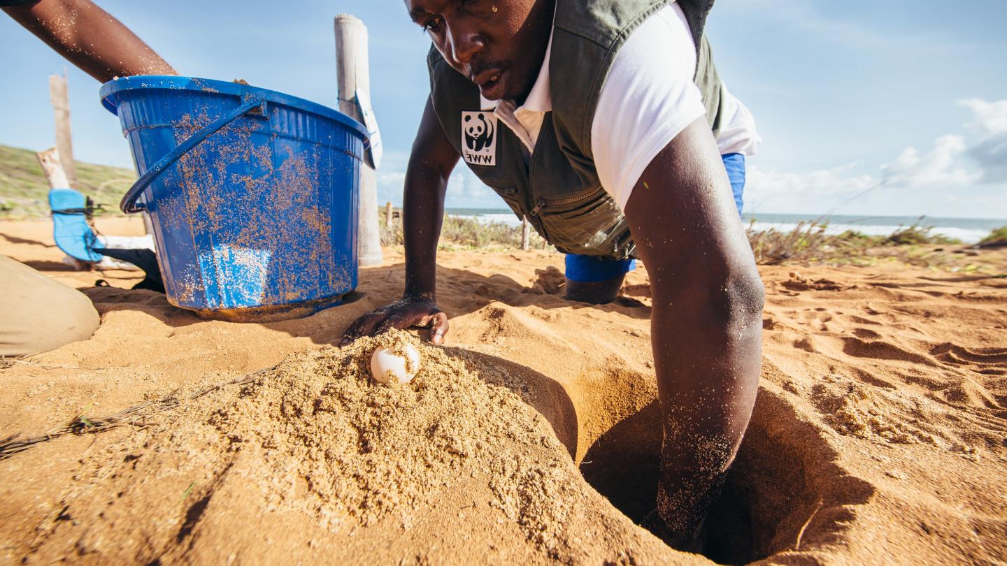Parfois, il est nécessaire que les patrouilleurs de plage déplacent le nid de tortues marines pour réduire le risque de prédation / braconnage ou déplacer le nid au dessus de la haute mer afin de ne pas se remplir d'eau (Kenya)
