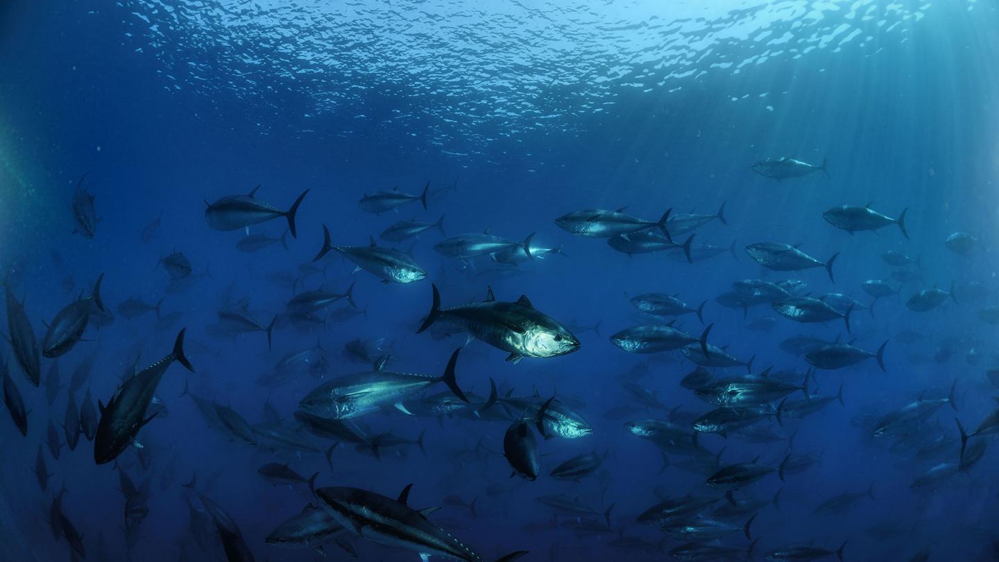 Banc de thons rouges de l'Atlantique (Thunnus thynnus), Malte