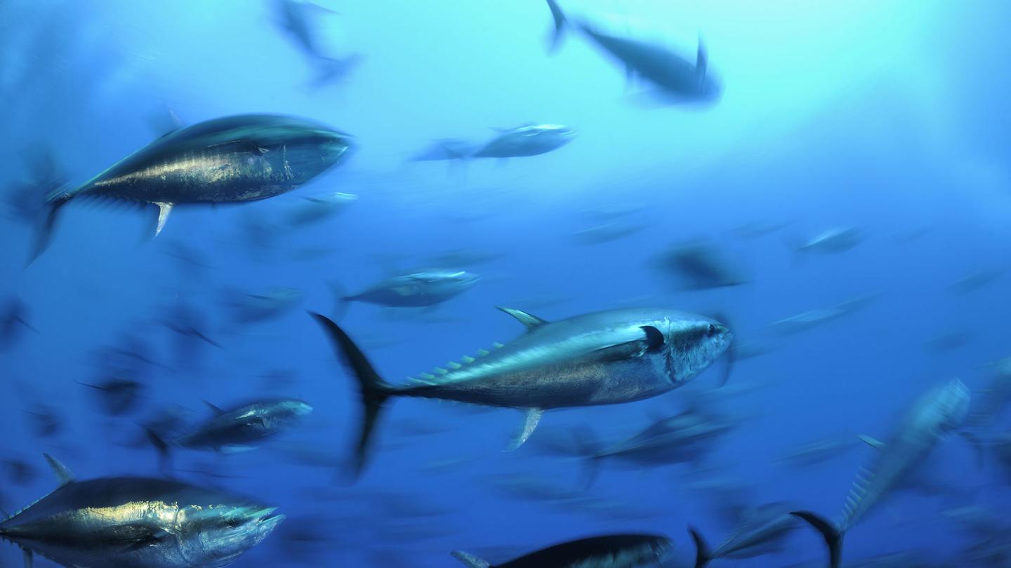 Banc de thons rouges d'Atlantique (Thunnus thynnus)