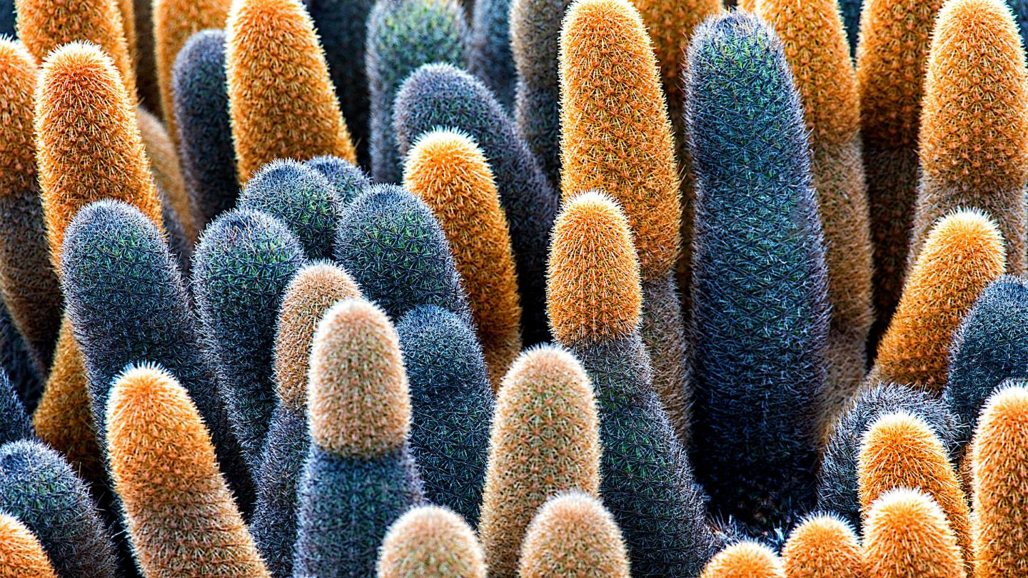 Cactus Brachycereus nesioticus, Îles Galapagos (Equateur)