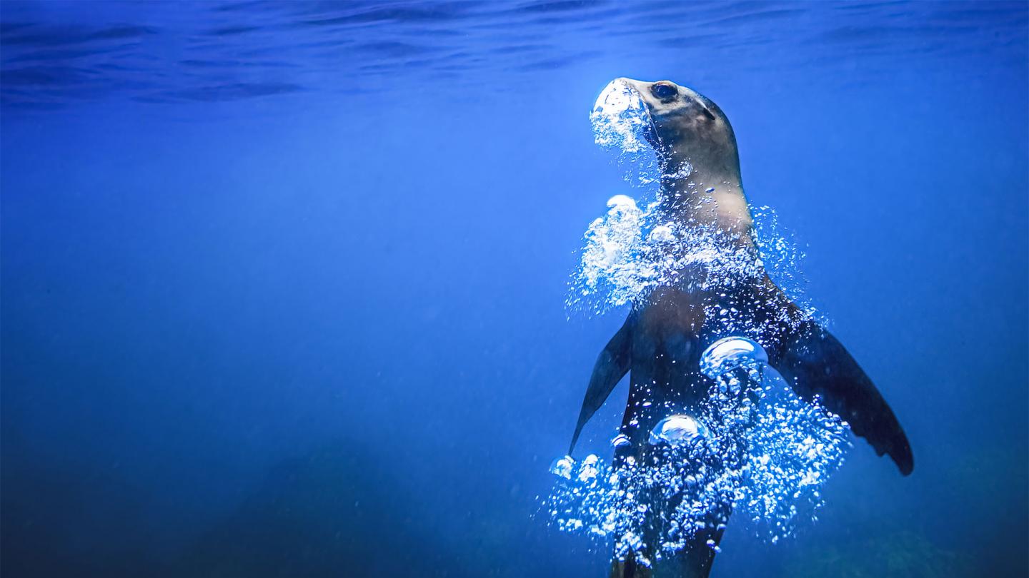 Otarie à fourrure des Galapagos, ou arctocéphale des Galapagos (Arctocephalus galapagoensis), en train de respirer sous l'eau