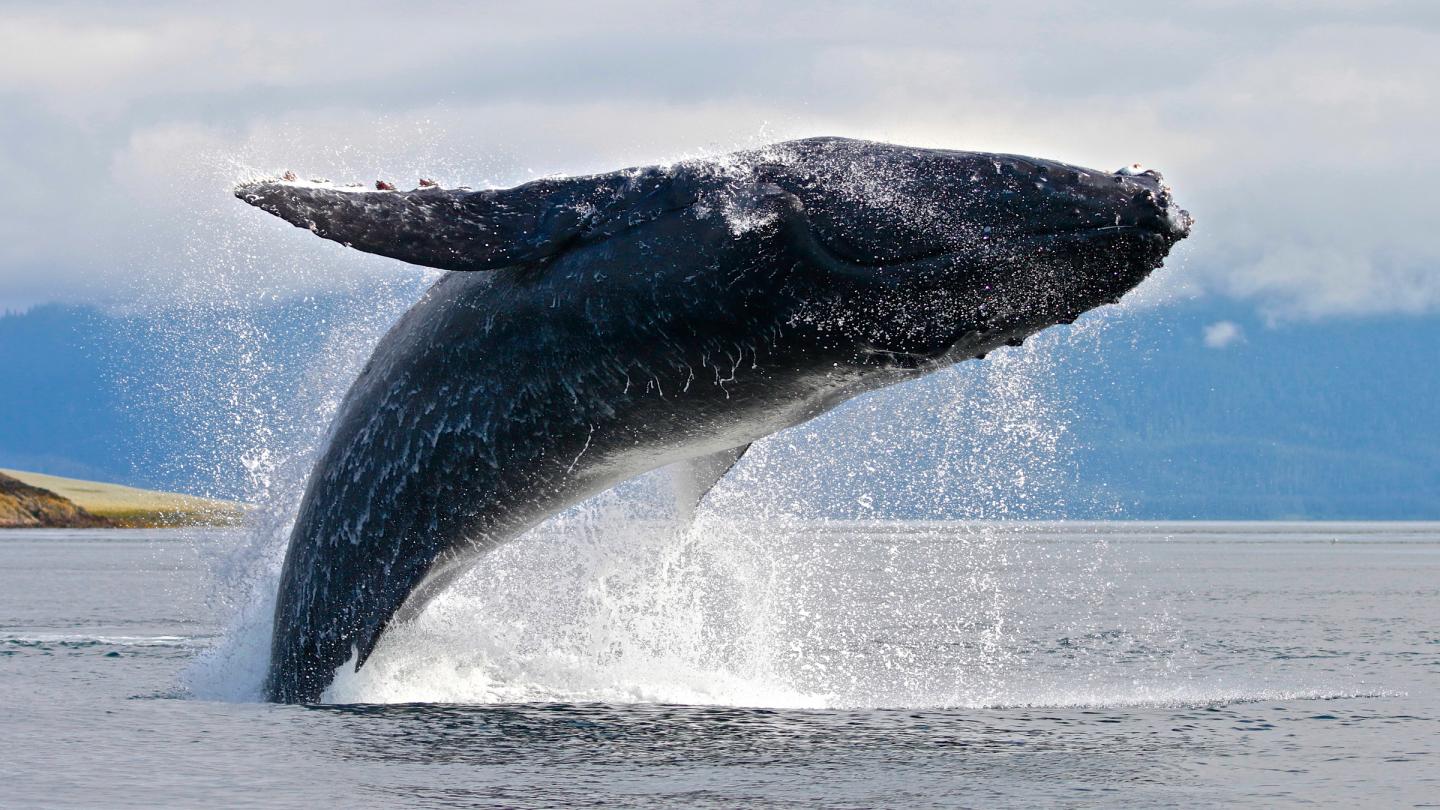 Baleine à bosse (Megaptera novaeangliae)