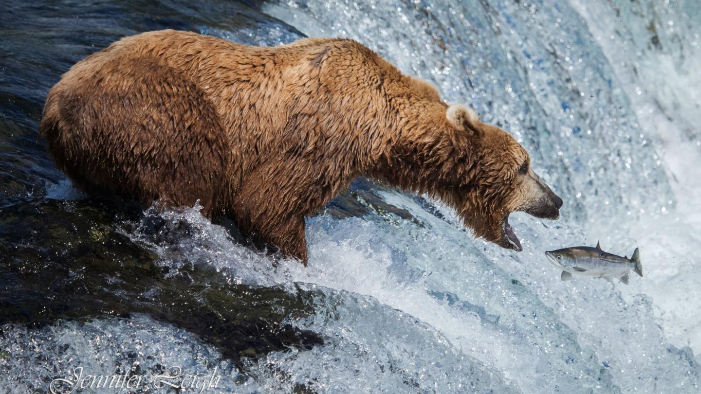  Ours brun en train d'attraper un saumon qui remonte la rivière (Brooks Falls), parc national de Katmai Alaska, Etats-Unis