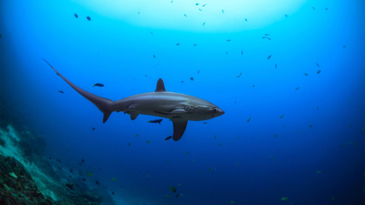 Requin-renard pélagique (Alopias pelagicus) aperçu aux Philippines