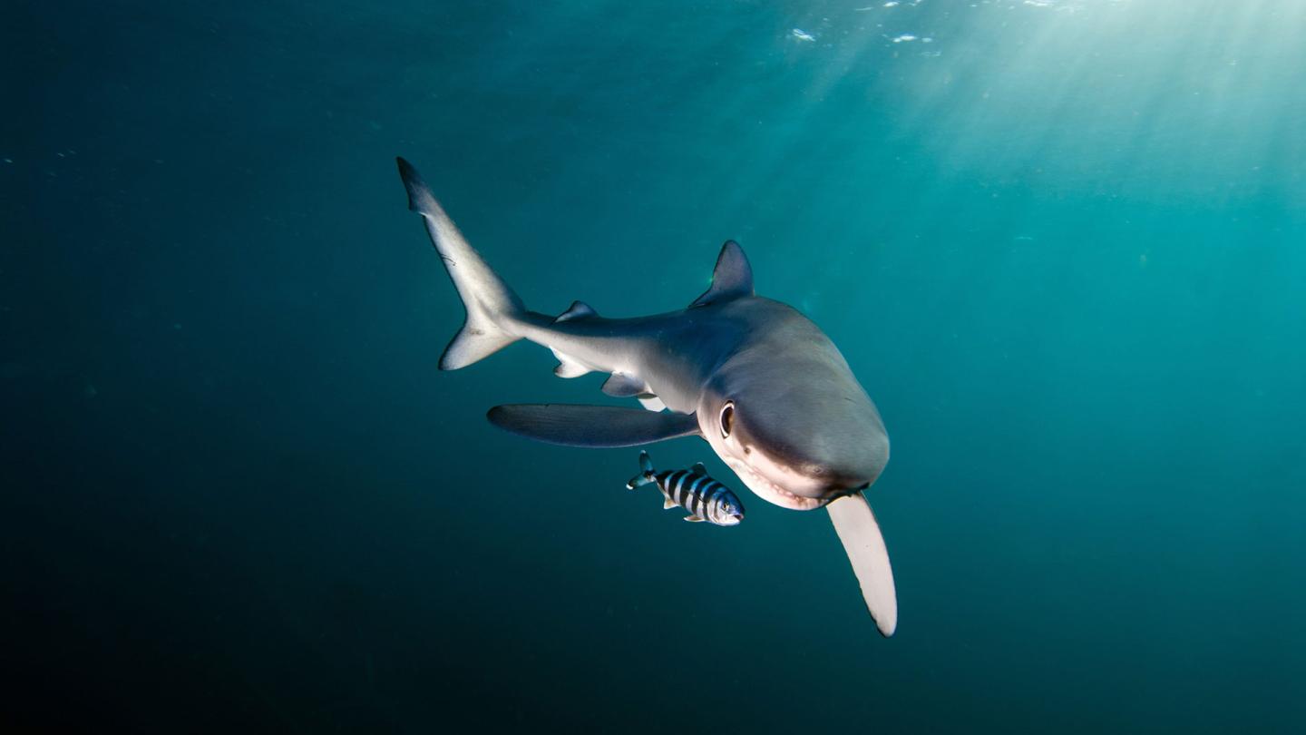 Requin bleu (Prionace glauca), Gansbaïa dans les eaux d'Afrique du Sud