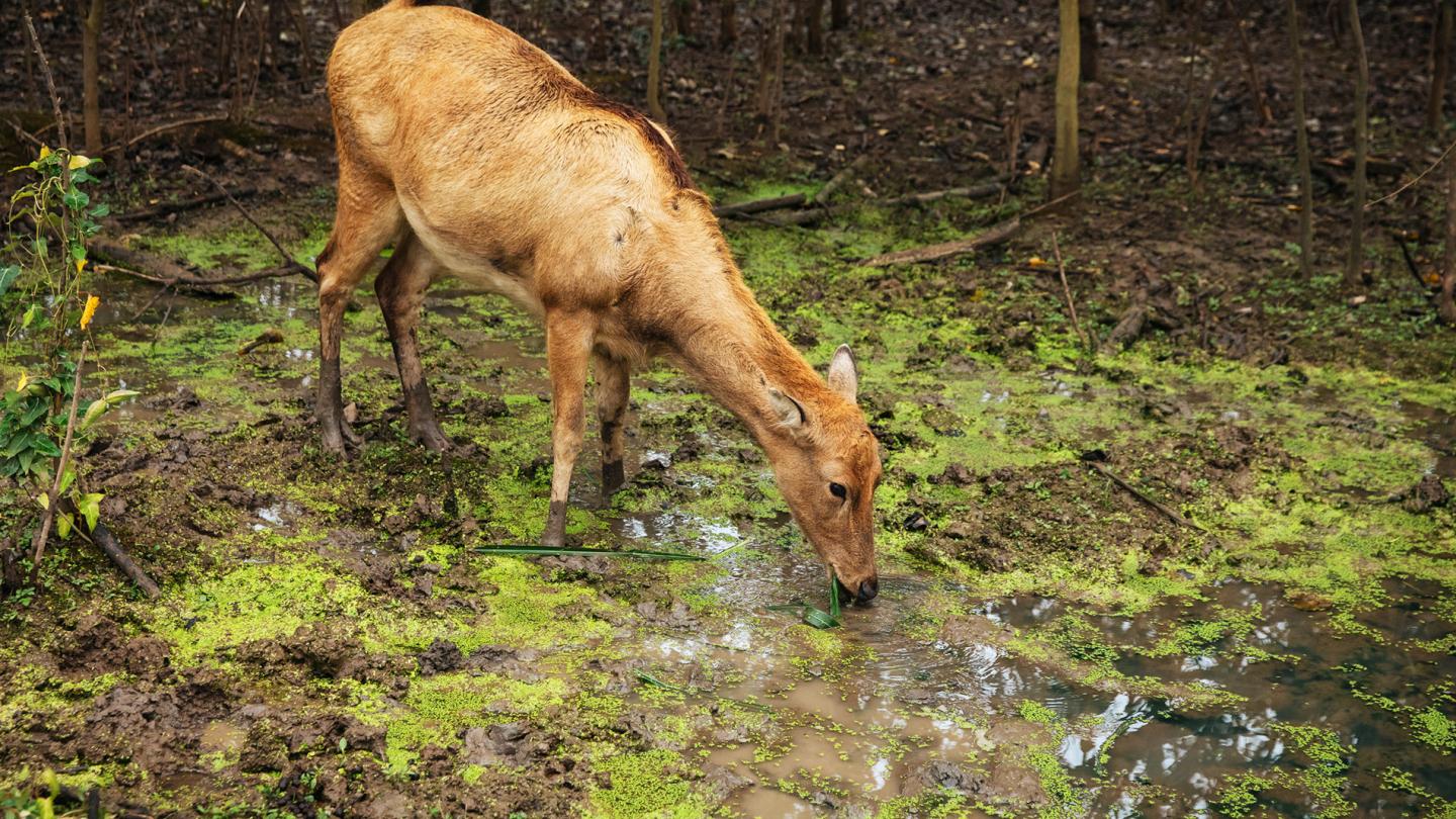Cerf du père David (Elaphurus davidianus), Bassin du Yangtsé