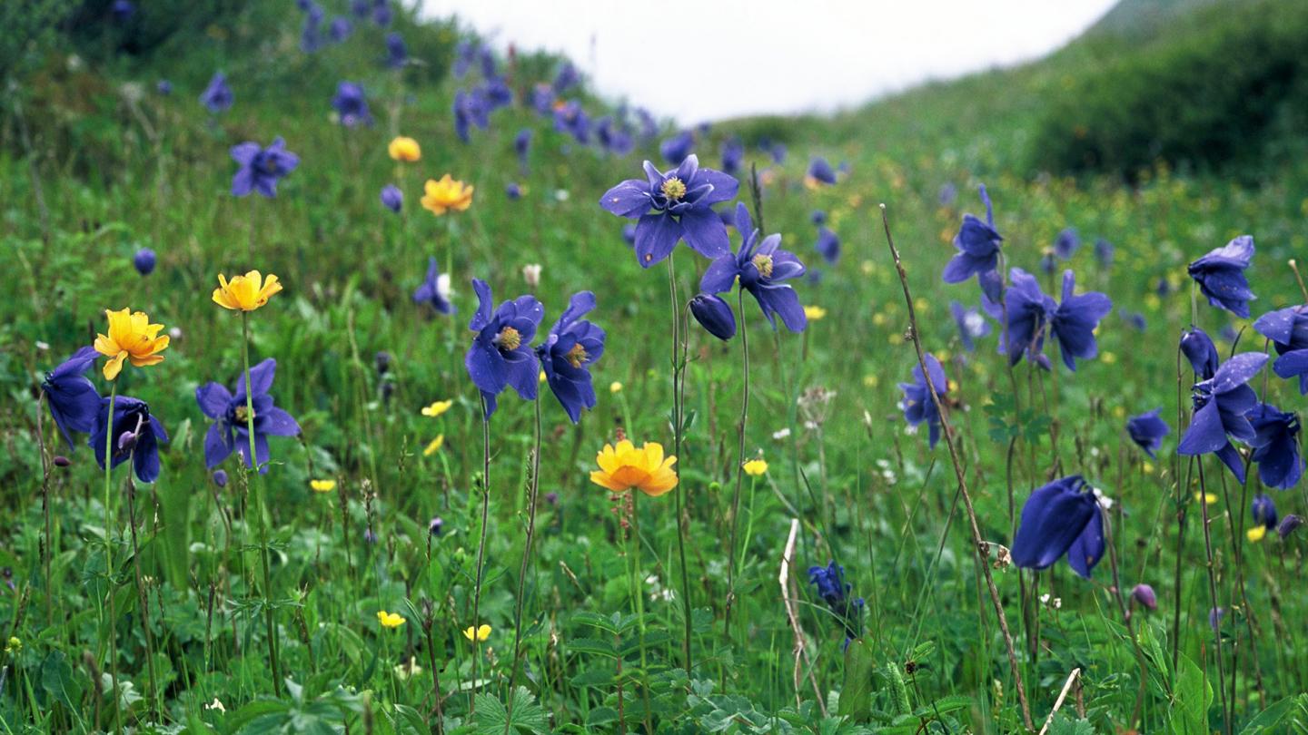 trolles d'Asie (Trollius asiaticus) en bleu, et Columbine d'Asie en jaune (Kazakhstan) 