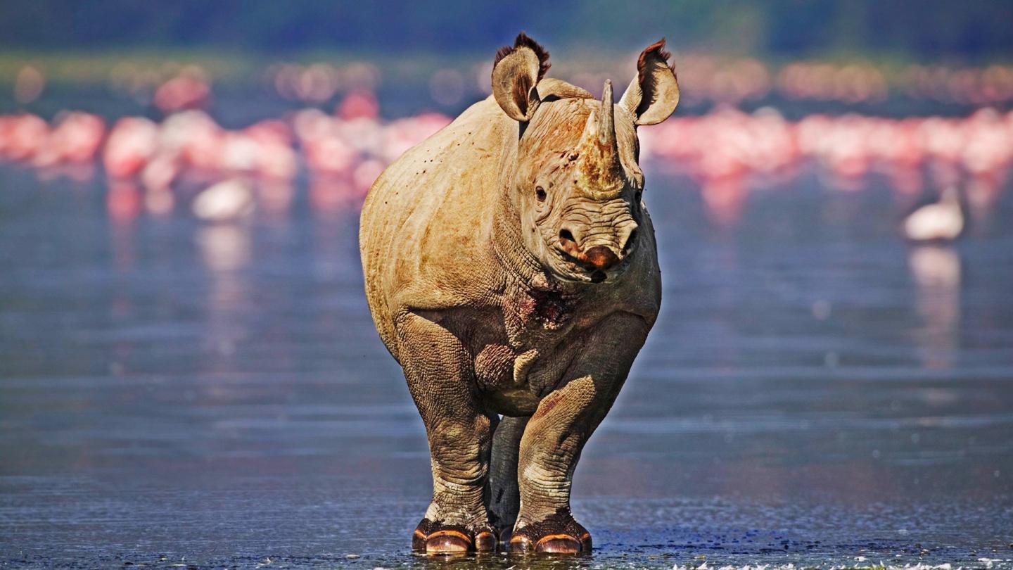 Rhinocéros noir (Diceros bicornis) et flamants roses nains (Phoeniconaias minor), Parc national du Lac Nakuru (Kenya)