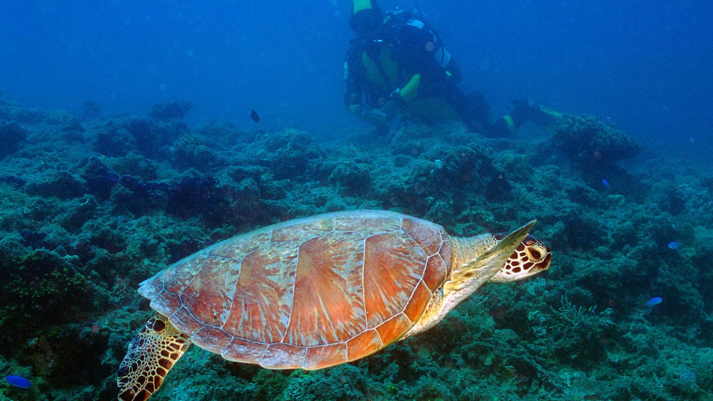 Tortue imbriquée (Eretmochelys imbricata), Nouvelle Calédonie