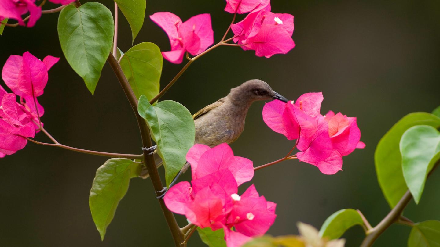 Méliphage à oreillons gris (Lichmera incana) dans un bougainviller (Bougainvillea spectabilis)
