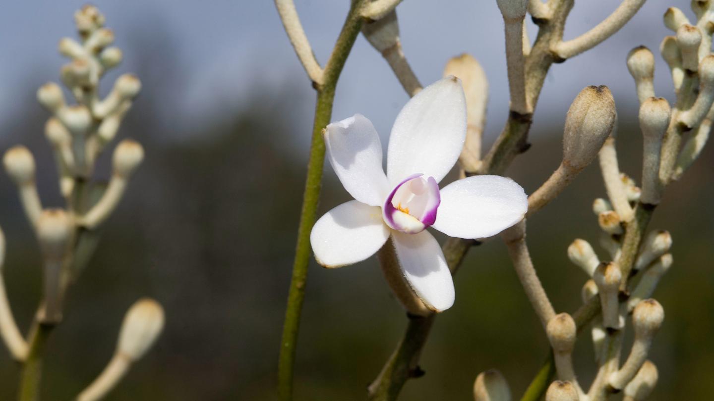 Orchidée Eriaxis rigida, espèce endémique de Nouvelle-Calédonie