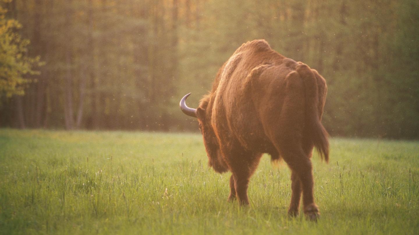 Bison d'Europe (Bison bonasus) dans une clairière, Parc national de Bialowieza (Pologne)