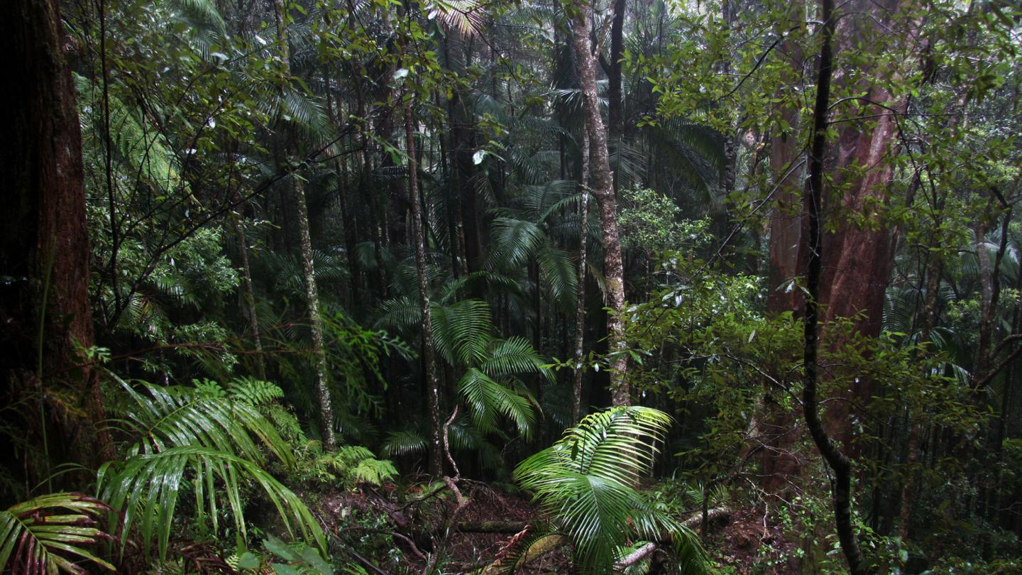Forêt tropicale du Gondwana, Queensland, Australie