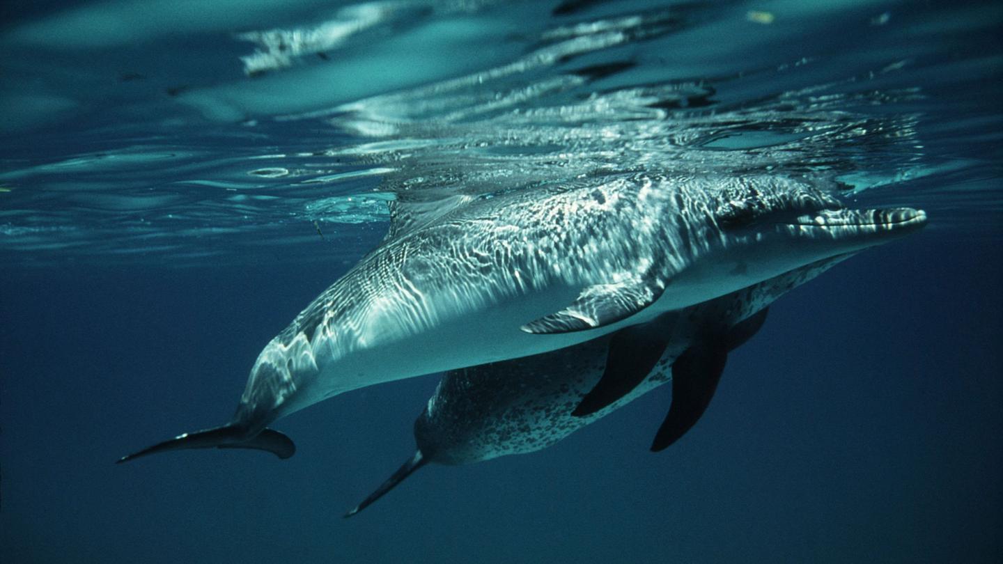 Couple de dauphins tachetés pantropical (Stenella attenuata) nageant à la surface des eaux des Bahamas