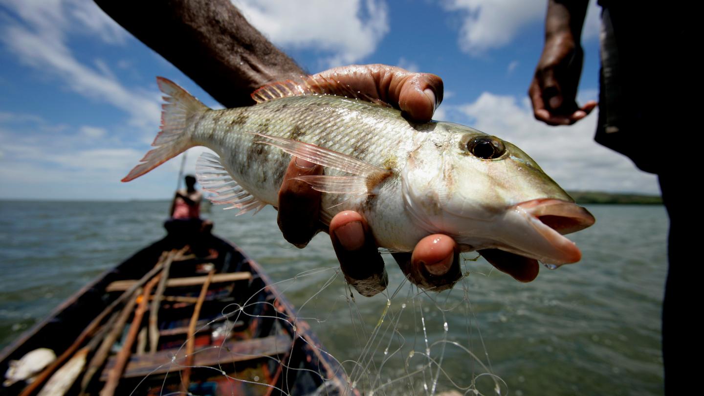 Poisson attrapé à Tikina Wai (Fiji)