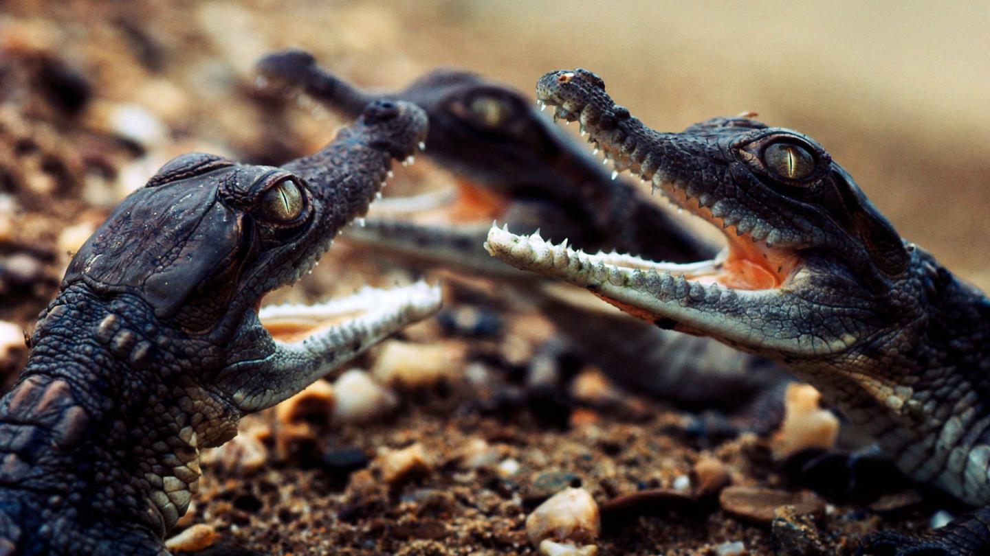 Jeunes crocodiles de l'Orénoque