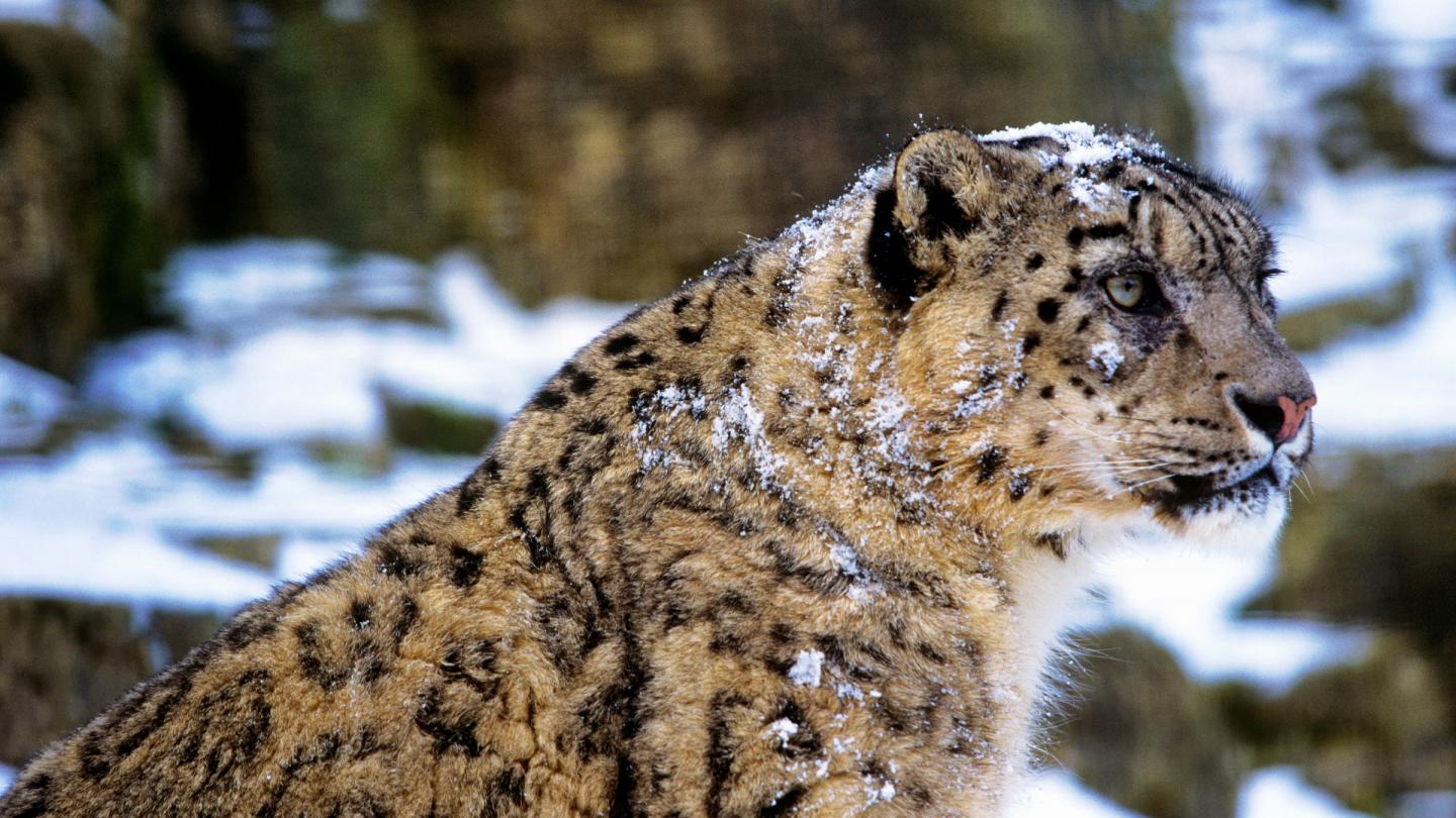 Léopard des neiges (Uncia Uncia)