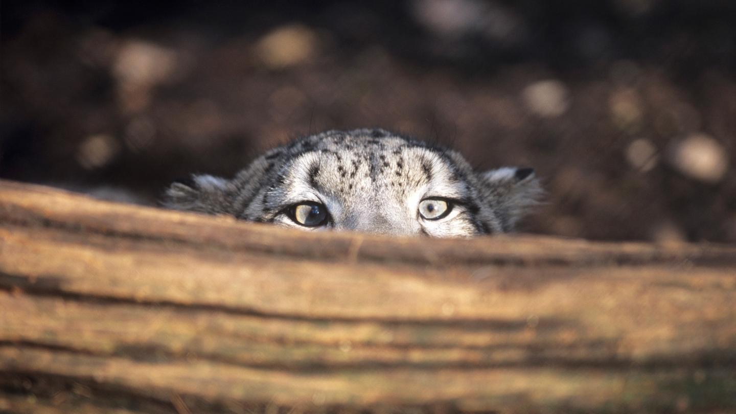 Panthère des neiges (Panthera uncia)