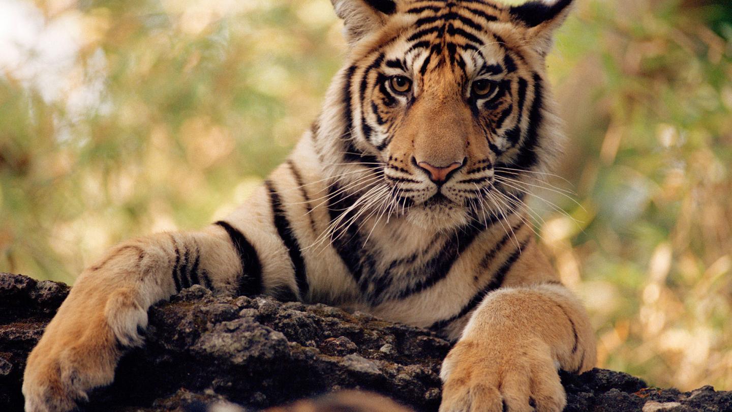 Tigre (Panthera tigris) du Bangale les pattes posées sur un tronc,  Parc national de Bandhavgarh, Inde