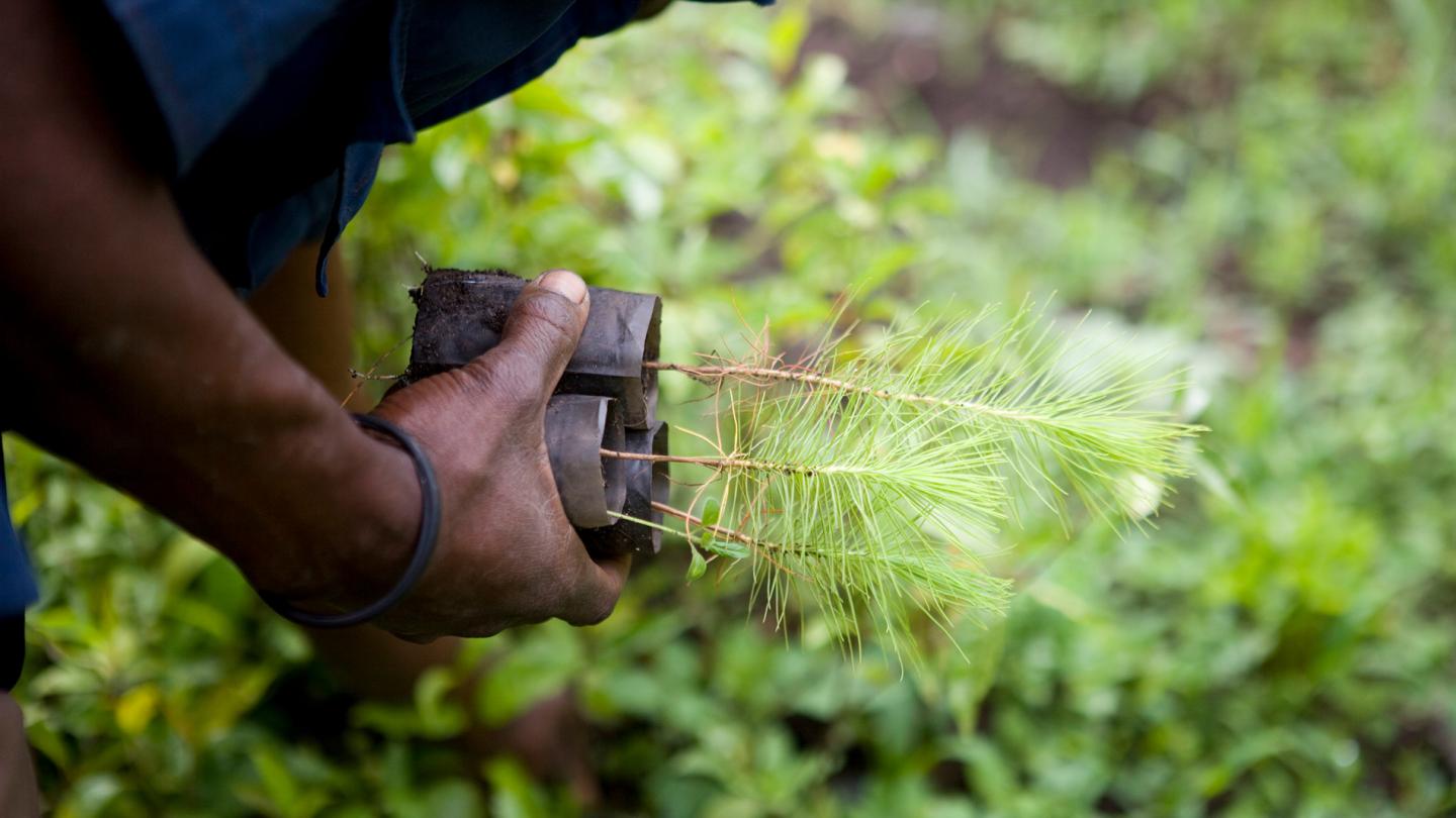 Homme achetant des jeunes pins, Parc national des Montagnes du Rwenzori (Ouganda)