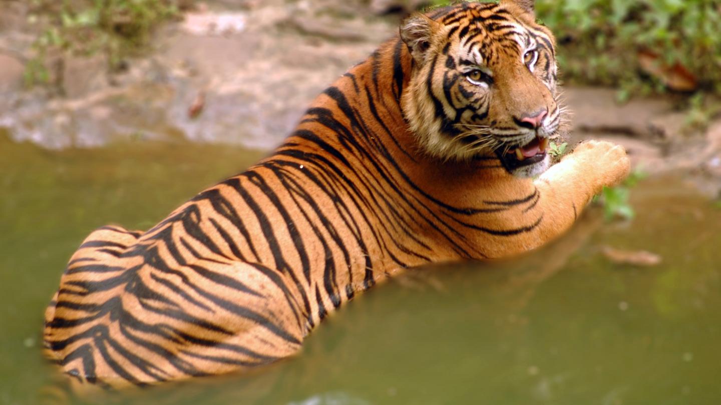 Tigre de Sumatra (Panthera tigris sumatrae)
