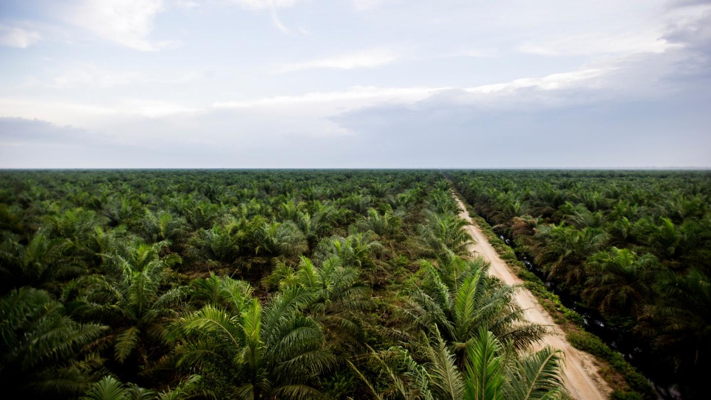 Plantation de palmier à huile à Sumatra (Indonésie) 
