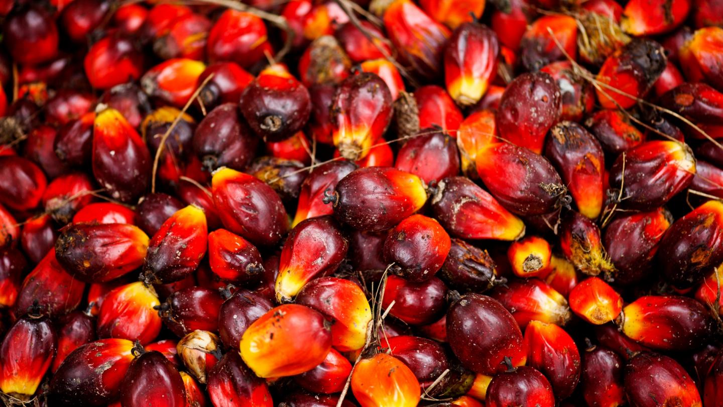 Fruits de palmiers à huile à Sumatra (Indonésie)