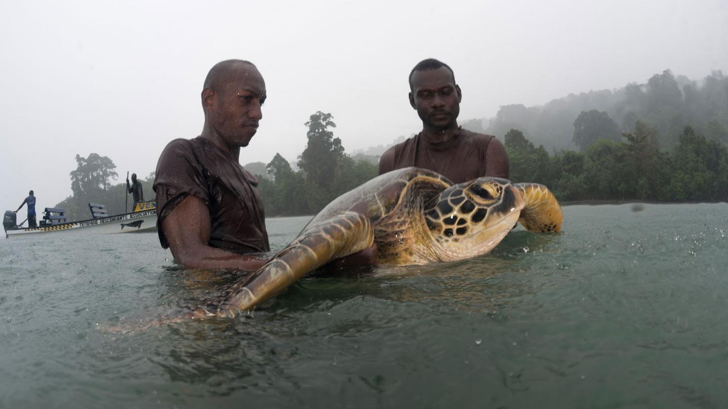Ecogardes de l'ethni des Tetepare en train d'aider une tortue verte (Chelonia mydas) sur la pluie, Iles Salomon
