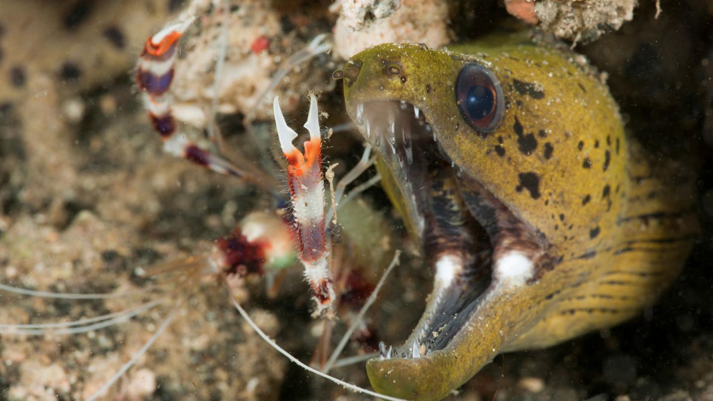 Murène à poids (Gymnothorax fimbriatus) en train de se faire nettoyer par une crevette nettoyeuse (Stenopus hispidus), Papouasie occidentale