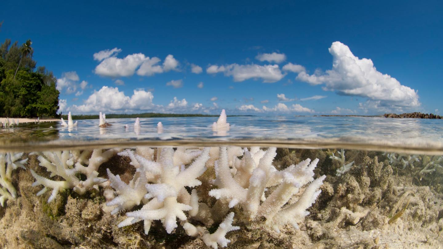 Coraux blanchis en eaux peu profondes. Papouasie-Nouvelle-Guinée