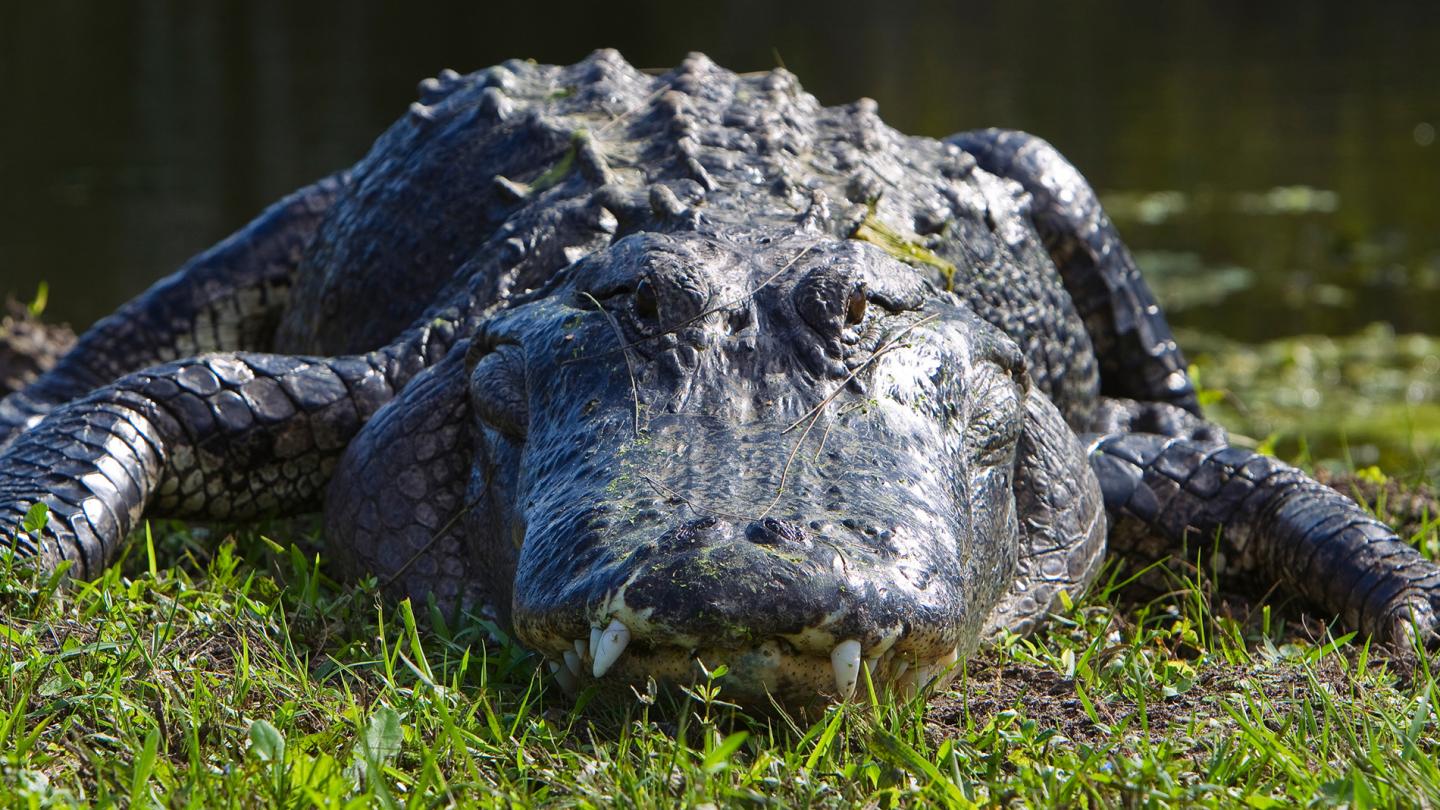 Alligator américain (Alligator mississippiensis) à West Palm Beach, Floride