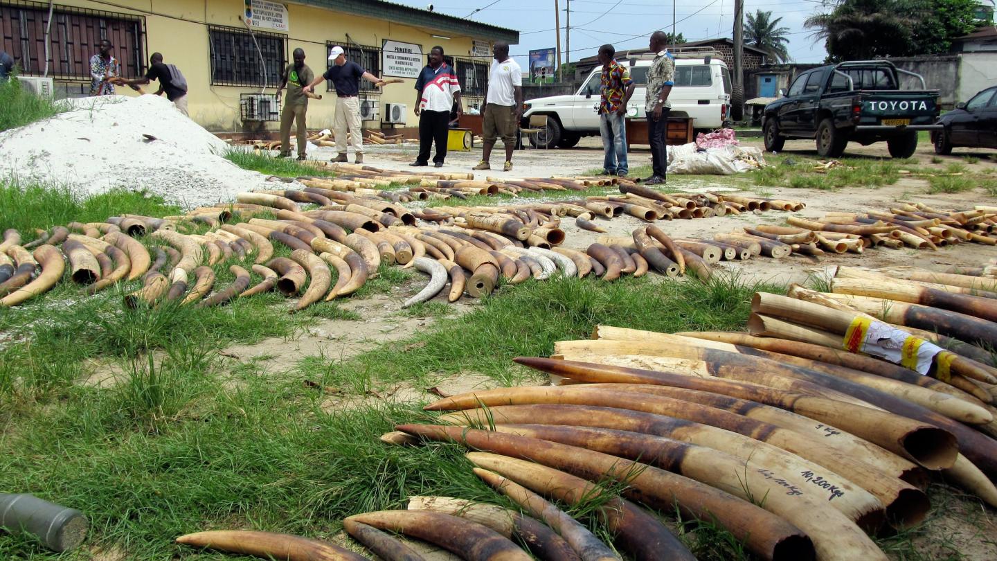 Défense d’éléphants braconnés interceptées par les patrouilleurs anti-braconnage au Gabon