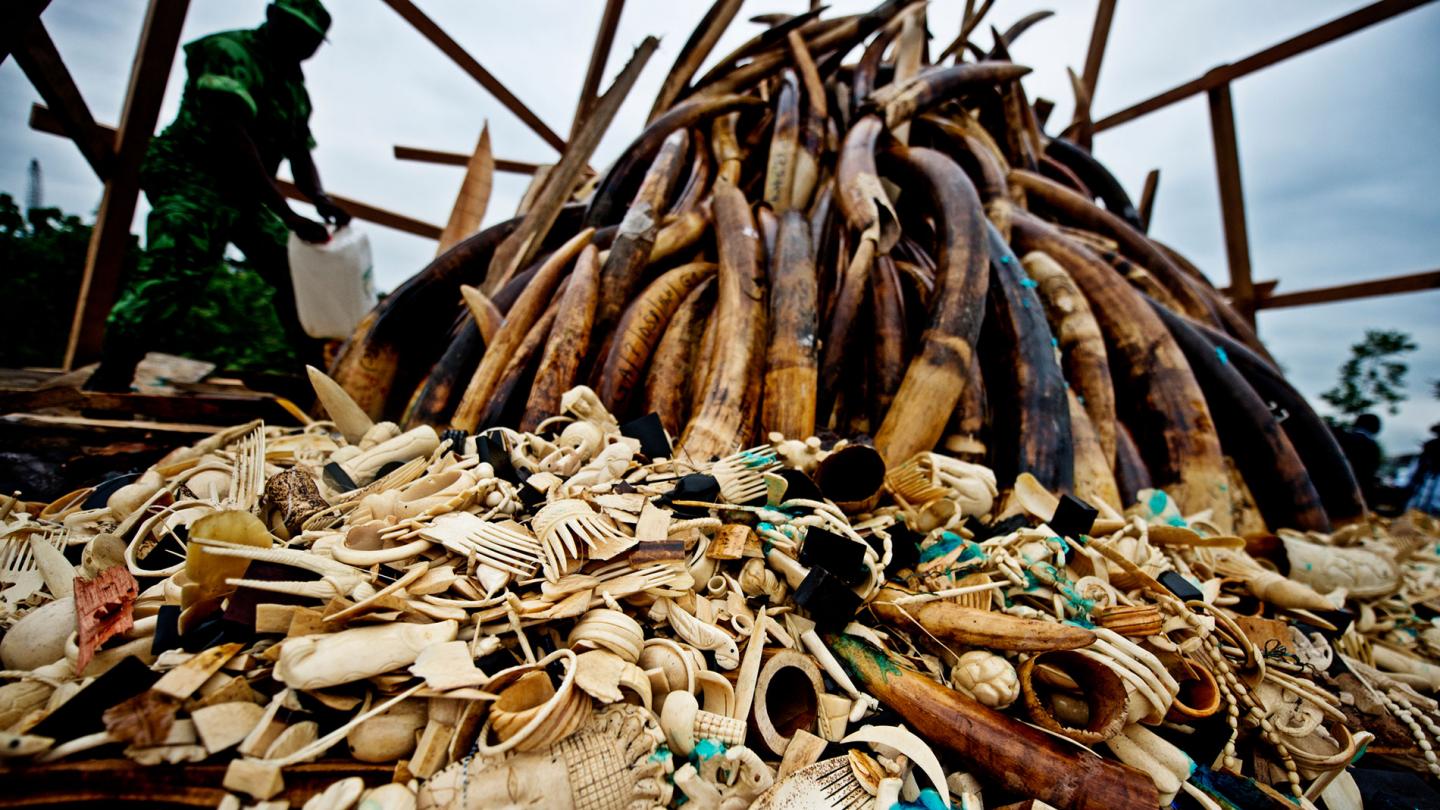 Feu du stock de défenses d'éléphants et d'ivoire braconnée illégalement, Libreville, Gabon,