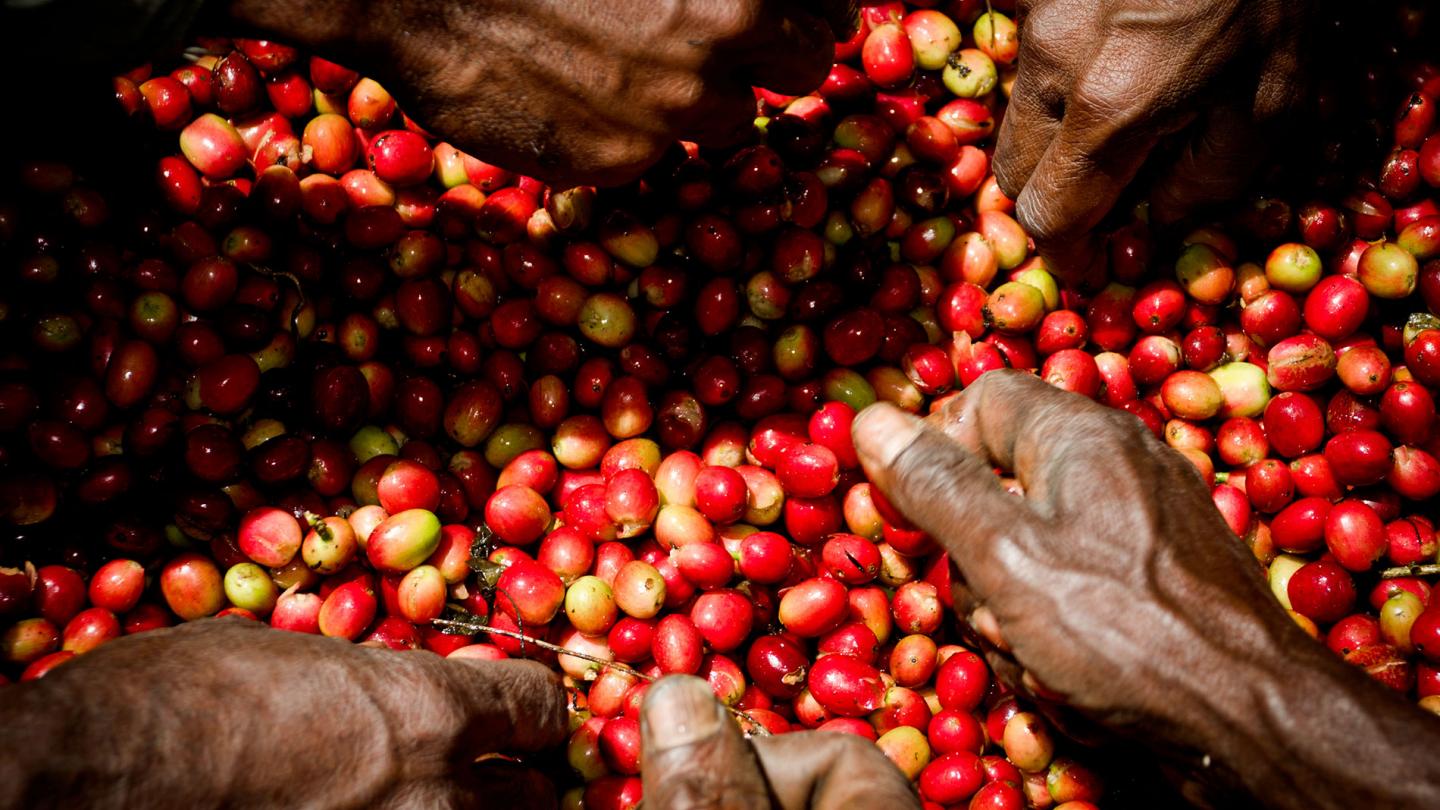 Café arabica provient des montagnes centrales de la Nouvelle-Guinée. Il est planté et cultivé par une communauté locale dans la vallée de Baliem, Wamena, province de Papouasie Nouvelle-Guinée