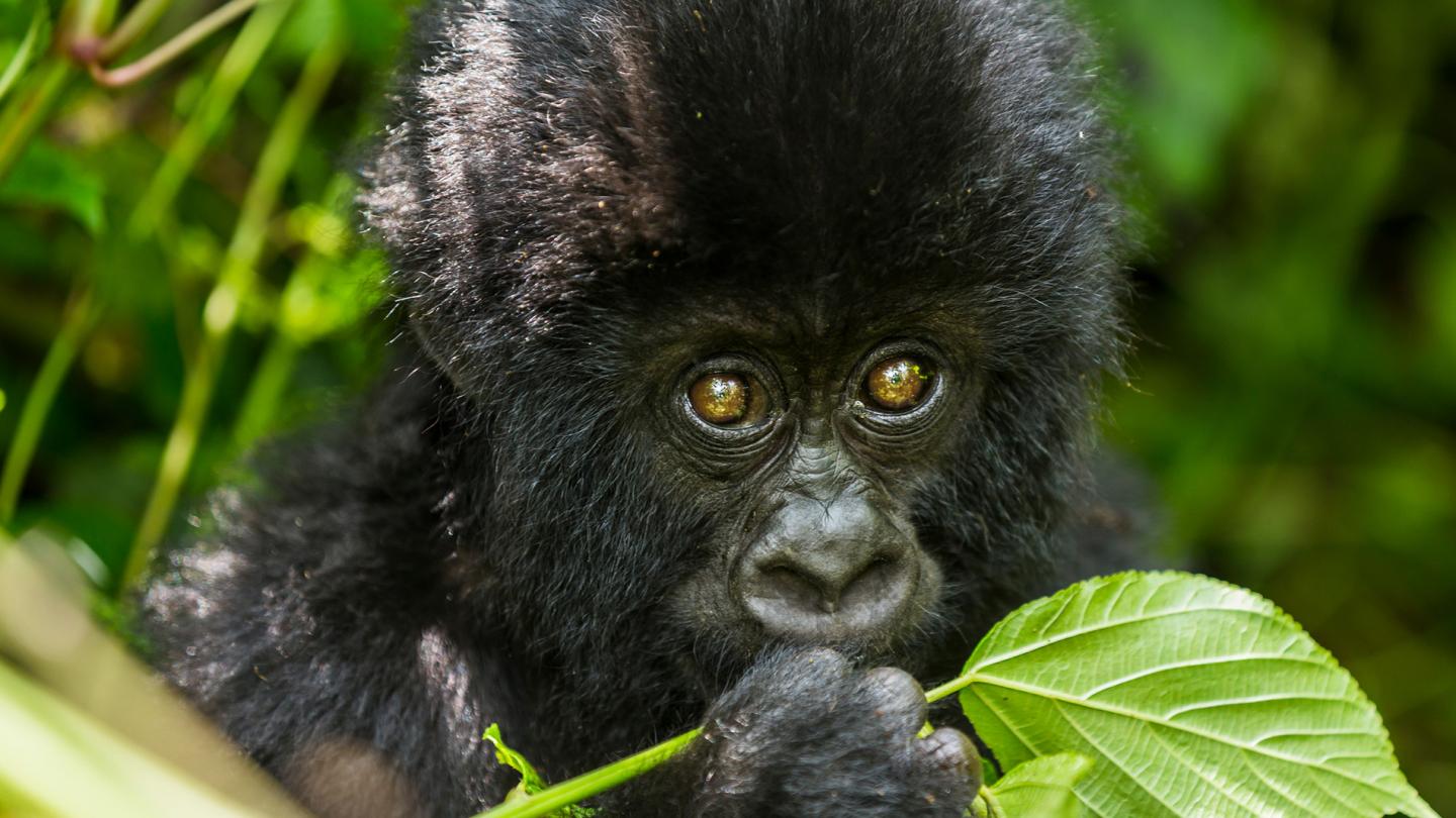 Jeune gorille des montagnes (Gorilla beringei beringei), République démocratique du Congo