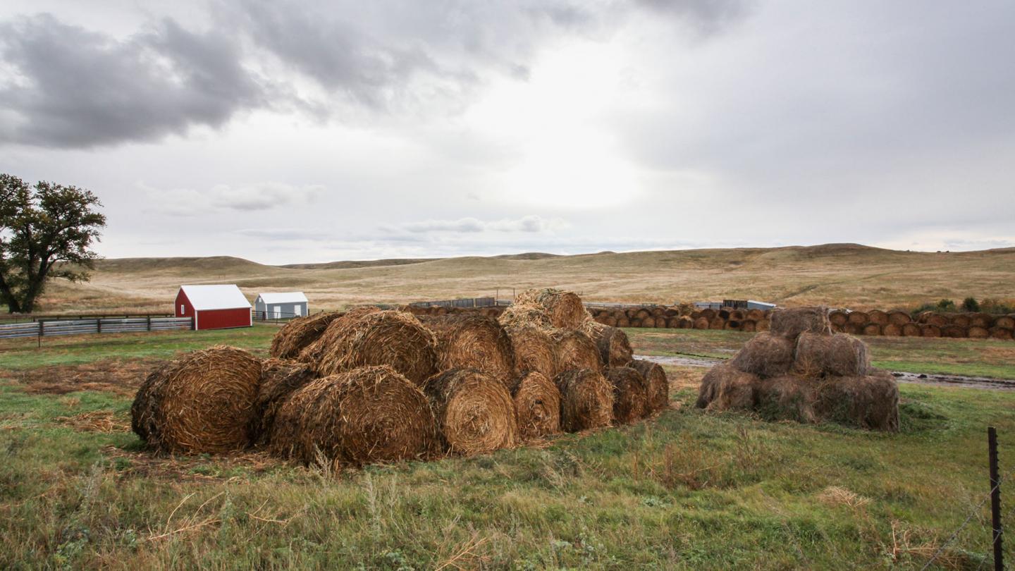 Bottes de foin près d'un ranch près de Lowry, Dakota du Sud