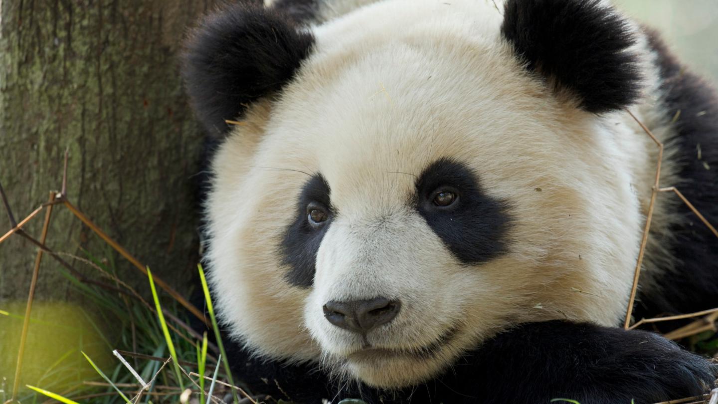 Panda géant-(Ailuropoda melanoleuca)