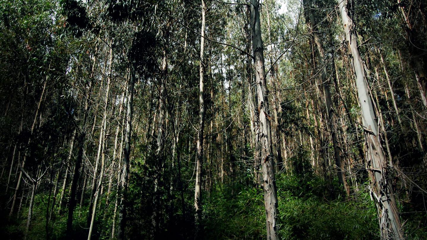 Forêts valdiviennes