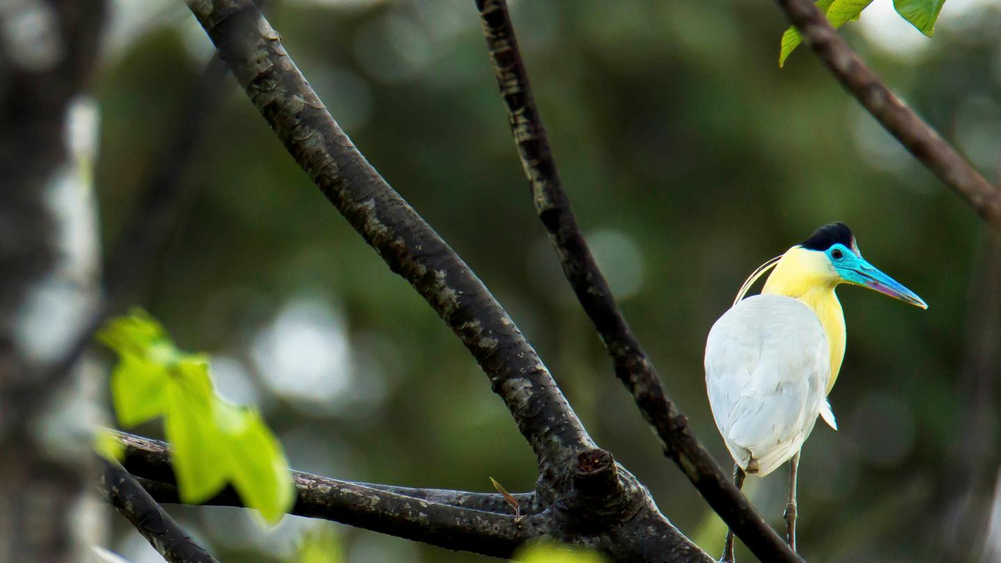 Oiseau sur une branche dans la réserve nationale Pacaya-Samiria, Amazonie péruvienne