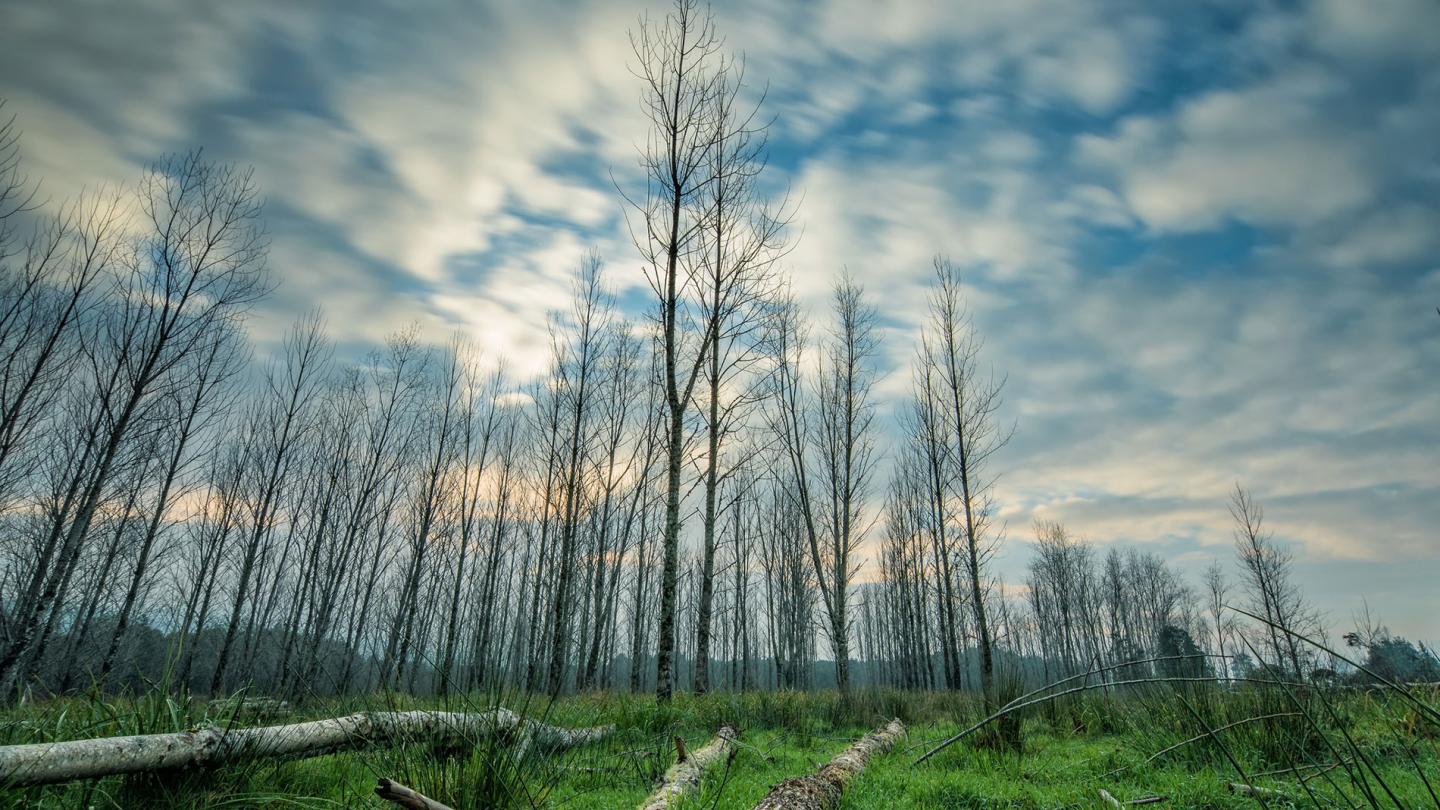 Forêt valdiviennes au Chili en fin d'après midi sous le soleil couchant