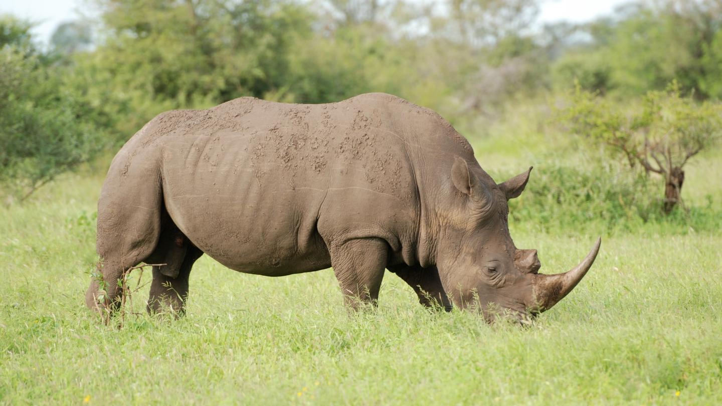 Rhinocéros blanc dans le Parc Kruger en Afrique du Sud