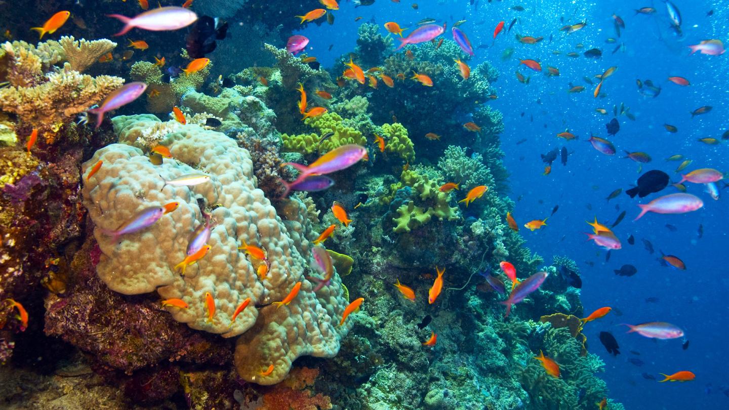 Poissons et coraux dans la grande barrière de corail